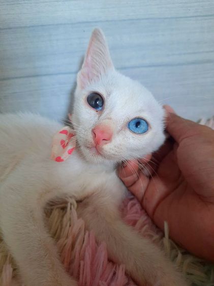 แมวขาวมณีตาสองสี เพศเมีย วัคซีนแล้ว ทานอาหารเม็ดเข้ากระบะทรายเป็น สวยไม่มีตำหนิคะ รูปที่ 4