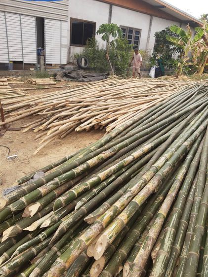 ไม้ไผ่งานธรรมชาติบริการงานไม้ไผ่บ้านกระท่อมไม้ไผ่บ้านไม้ไผ่นั่งเล่นและรับซ่อมงานไม้ ทั่วไทยไลไอดี639995 รูปที่ 8