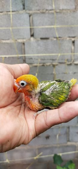 ขายลูกป้อนนกเลิฟเบิร์ดสีพายกรีน รูปที่ 2