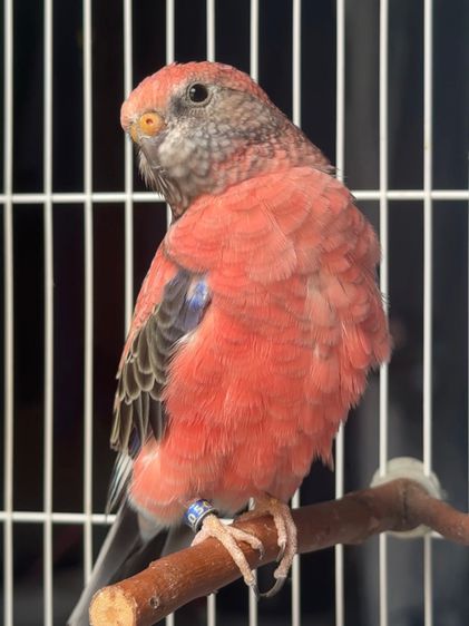 โรสบูกี้พาราคีต rose burke parakeet  รูปที่ 4