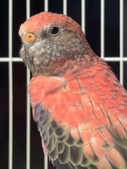โรสบูกี้พาราคีต rose burke parakeet  รูปที่ 2