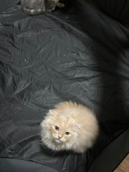 ลูกแมวสก๊อตติชขนสั้นกับขนยาว รูปที่ 18