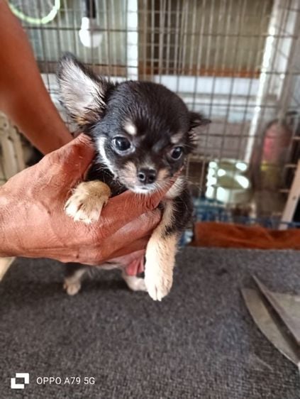 ชิวาวา (Chihuahua) เล็ก ชิวาวาขนยาวเพศเมีย