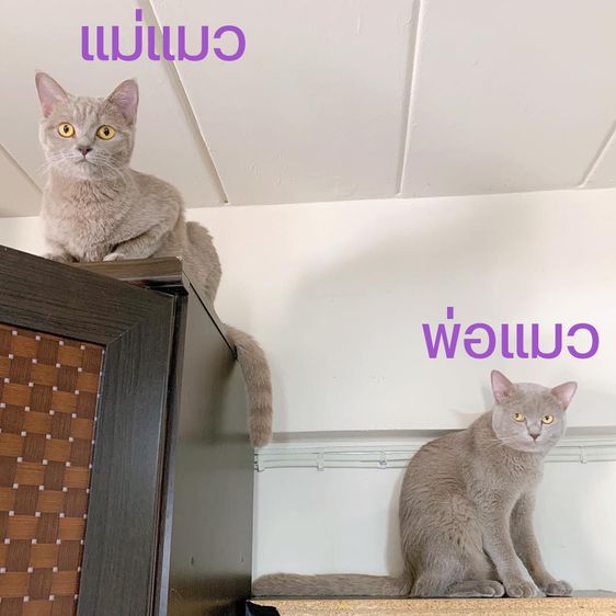 แมวไทย สีไลแล็คหายาก รูปที่ 5