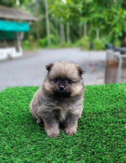 ปอมเมอเรเนียน (Pomeranian) เล็ก หมาปอม