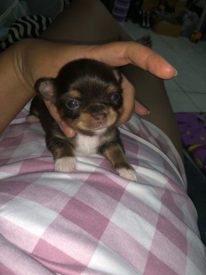 ชิวาวา (Chihuahua) เล็ก ชิวาวาแท้สีช๊อค