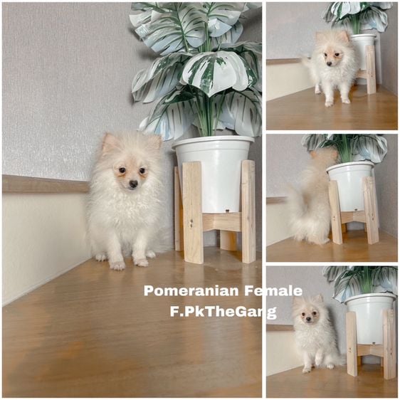 ปอมเมอเรเนียน (Pomeranian) เล็ก Pomeranian ปอม แท้