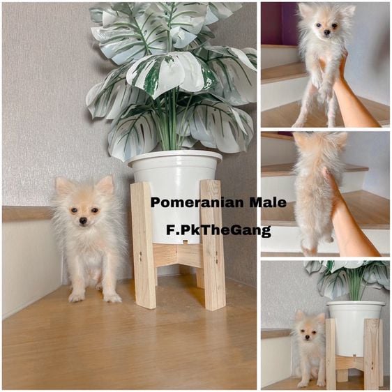 ปอมเมอเรเนียน (Pomeranian) เล็ก Pomeranian ปอมแท้