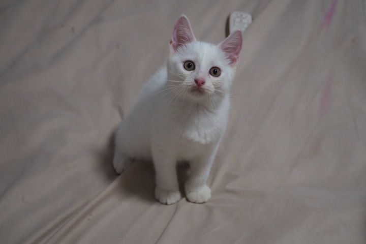 อเมริกัน ชอร์ตแฮร์ (American Shorthair) ลูกแมวอเมริกันช็อตแฮร์ผสมเปอร์เซีย เพศผู้