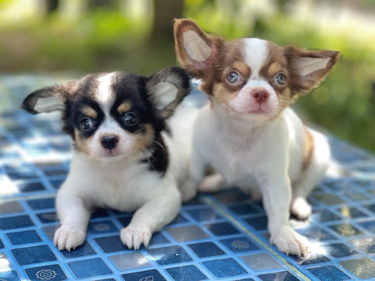 ชิวาวา (Chihuahua) เล็ก ชิวาวา