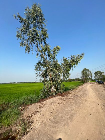 ที่ดินบางไทร จ.พระนครศรีอยุธยา รูปที่ 2