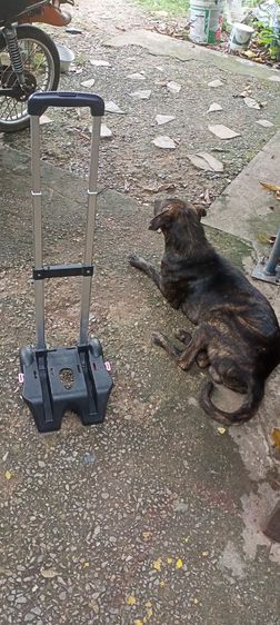 ล้อลากกระเป๋า รูปที่ 9