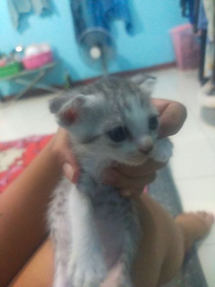 ลูกแมวลูกครึ่งไทยสก๊อตติสโฟลด์ลองแฮร์ ราคาแบ่งเลี้ยง