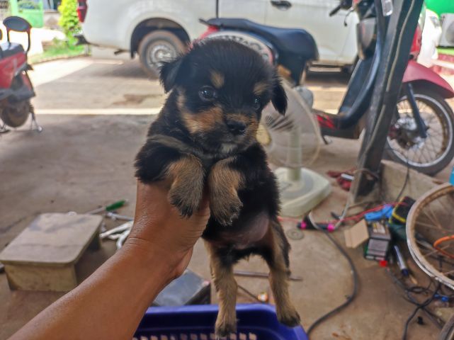 ชิวาวา (Chihuahua) เล็ก ลูกสุนัข ชิวาว่า