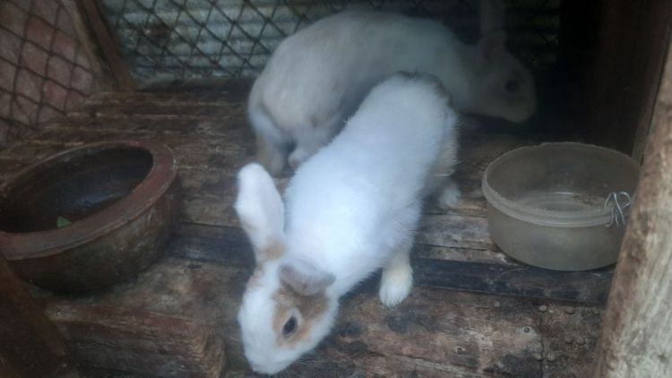 กระต่าย รูปที่ 2