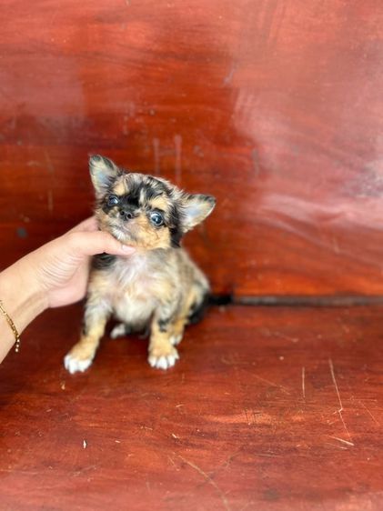 ชิวาวา (Chihuahua) เล็ก ชิวาว่าขนยาว
