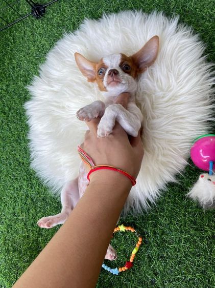 ชิวาวา (Chihuahua) เล็ก ชิวาว่าขนสั้น