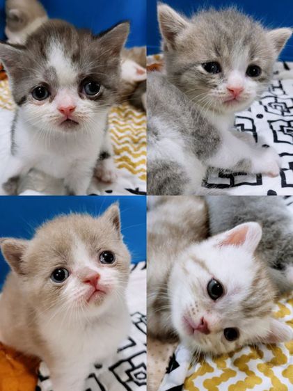สก็อตติช โฟลด์ (Scottish Fold) 🎀เปิดจอง🎀 ลูกแมวสก็อตติช โฟลด์ แท้