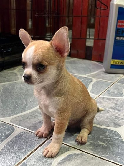 ชิวาวา (Chihuahua) ชิวาว่าแท้ขนสั้นไซร์เล็ก