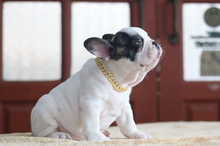 เฟรนบลูด็อก (French bulldog) เล็ก เฟรนบลูด๊อกเพศผู้5000