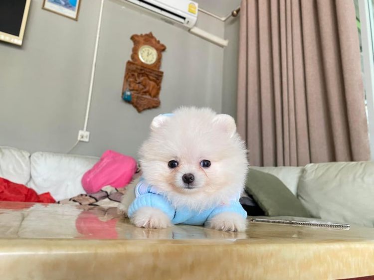 ปอมเมอเรเนียน (Pomeranian) เล็ก สุนัขลูกปอมแท้ พร้อมส่ง 