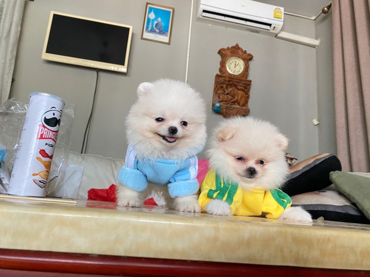 จำหน่ายปอม ฟาร์มpom ลูกหมา ปอมแท้ ปอมหน้าหมี  ปอมขาว ปอมทีคัพ ร้านขายหมาปอม deawdeawpompomeranian  รูปที่ 7