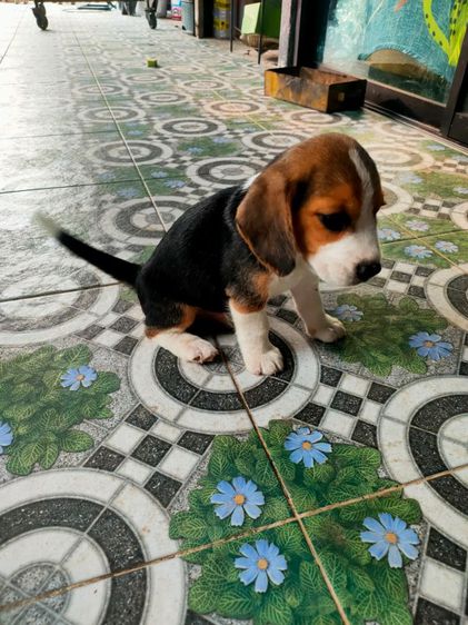 บีเกิล (Beagle) บีเกิลแท้