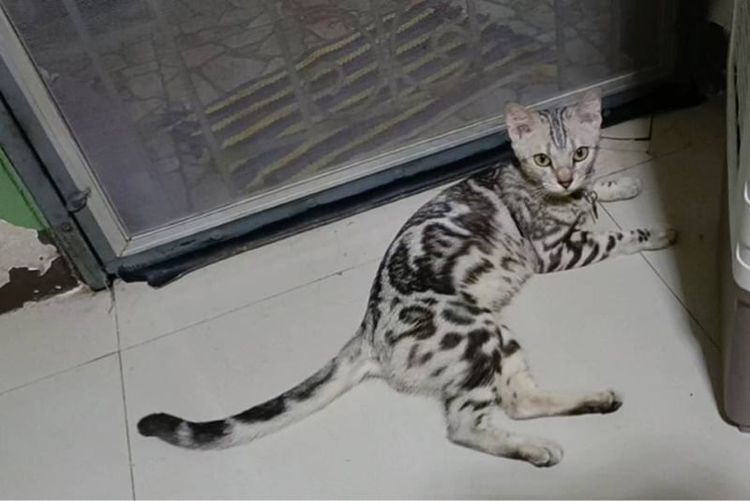 เบงกอล (Bengal House Cat) แมวเบงกอลสีซิลเวอร์