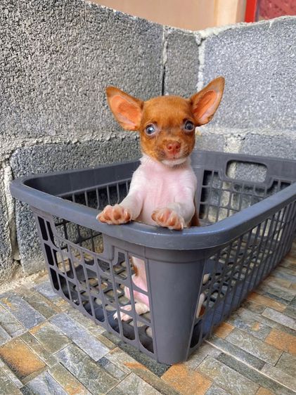 ชิวาวา (Chihuahua) เล็ก ชิวาวาขนสั้นแท้ เพศผู้