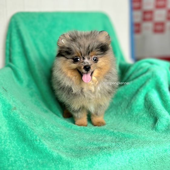 ปอมเมอเรเนียน (Pomeranian) เล็ก ลูกปอมสายเลี