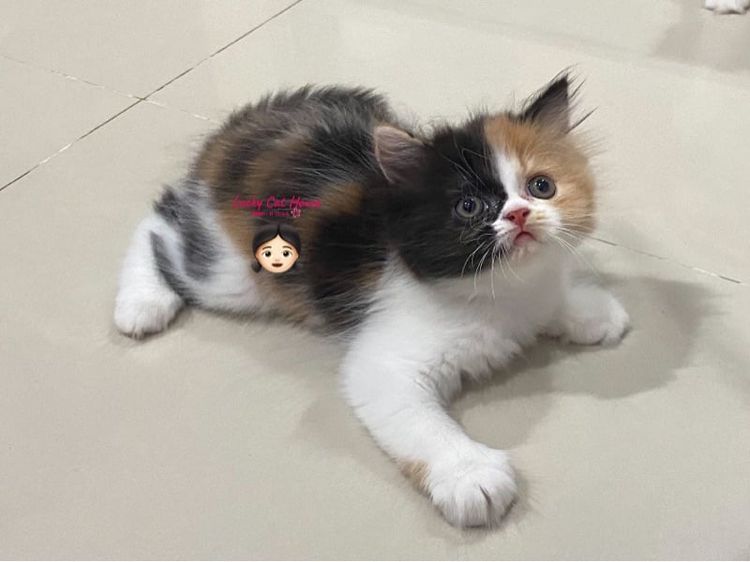 เปอร์เซีย (Persian) น้องแมวเปอเซียแท้ 3สี