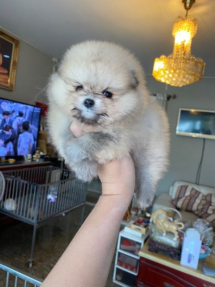 ปอมเมอเรเนียน (Pomeranian) เล็ก จำหน่ายปอม ฟาร์มpom ลูกหมา ปอมแท้ ปอมหน้าหมี  ปอมขาว ปอมทีคัพ ร้านขายหมาปอม deawdeawpompomeranian 