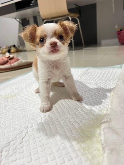 ชิวาวา (Chihuahua) เล็ก สุนัขชิวาว่า