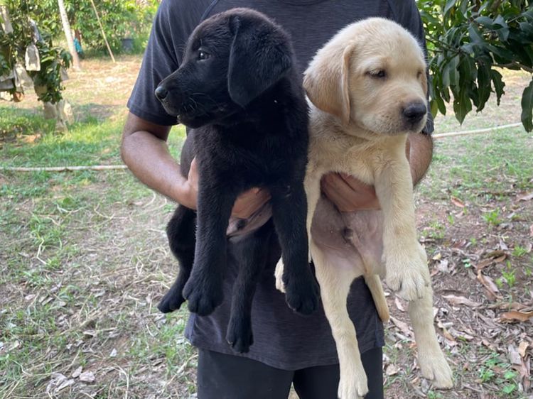 ลาบาดอ (Labrador) เล็ก ขายลูกสุนัขลาบาดอ