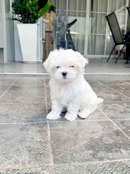 มอลทีส  (Maltese) เล็ก สุนัข