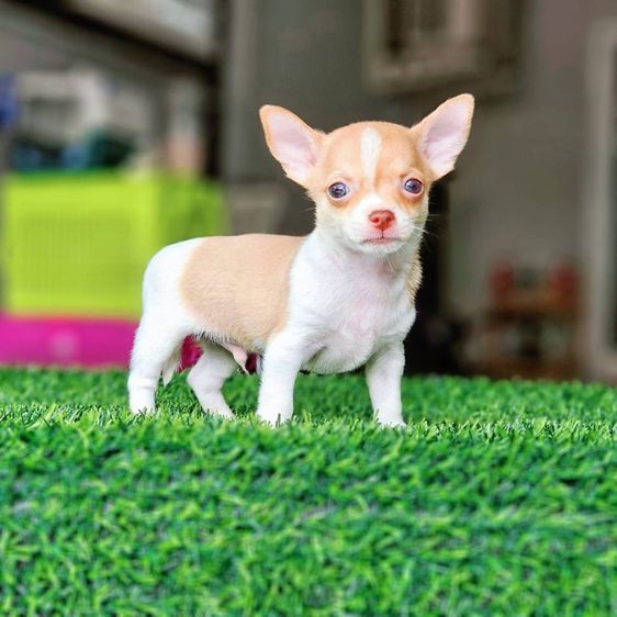 ชิวาวา (Chihuahua) เล็ก ชิวาวาขนสั้น ไซส์มินิ