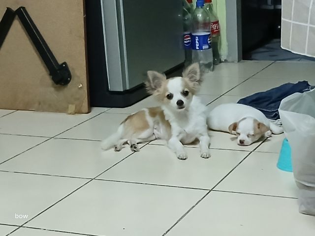 ชิวาวา (Chihuahua) กลาง น้องชิวาวา