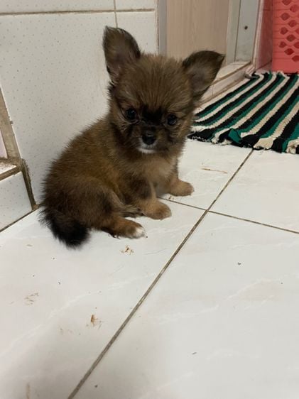 ชิวาวา (Chihuahua) เล็ก ชิวาวาหาบ้าน
