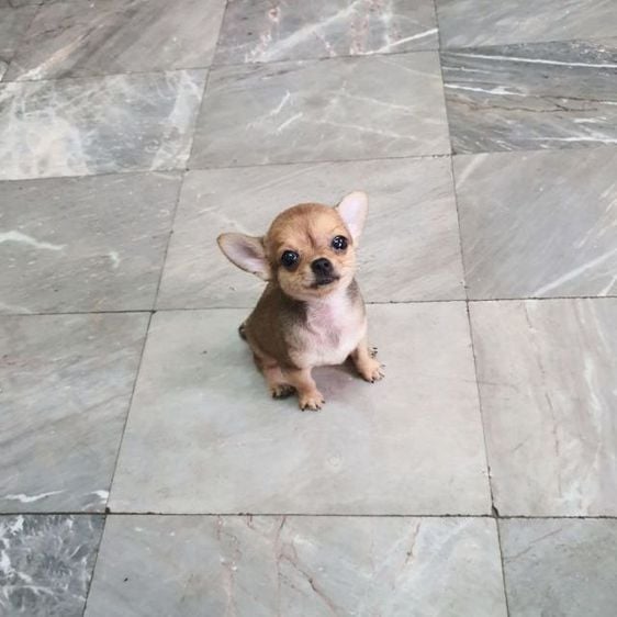ชิวาวา (Chihuahua) เล็ก พร้อมย้ายบ้านคะ ชิวาว่าแท้ขนสั้น เพศ ญ.
