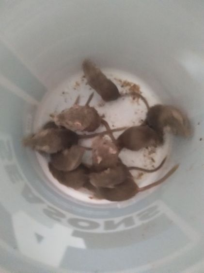 หนูมองโกเจอร์บิล  รูปที่ 4