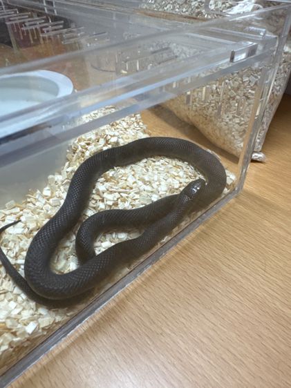 Mexican Black Pet Snake  รูปที่ 2