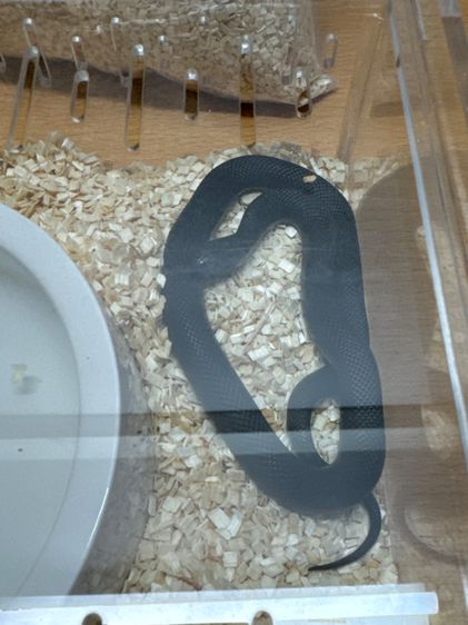 Mexican black pet snake  รูปที่ 2