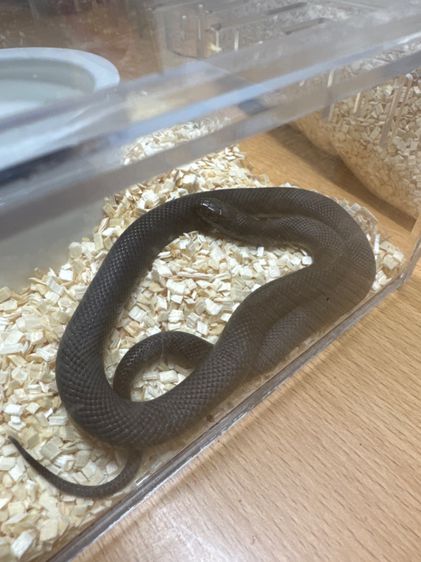 Mexican black pet snake  รูปที่ 3