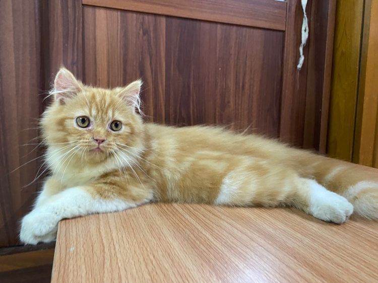 น้องแมวเปอร์เซียสีส้ม-เพศผู้ รูปที่ 2