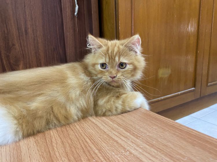 น้องแมวเปอร์เซียสีส้ม-เพศผู้ รูปที่ 4