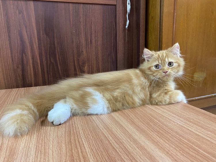 น้องแมวเปอร์เซียสีส้ม-เพศผู้ รูปที่ 5