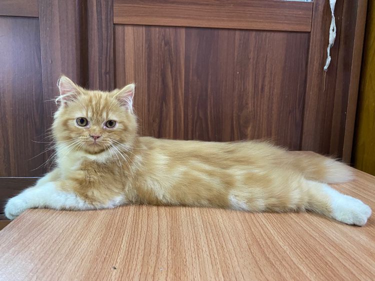 น้องแมวเปอร์เซียสีส้ม-เพศผู้ รูปที่ 6