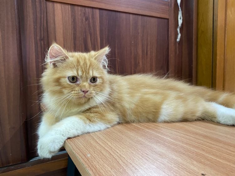 น้องแมวเปอร์เซียสีส้ม-เพศผู้ รูปที่ 1