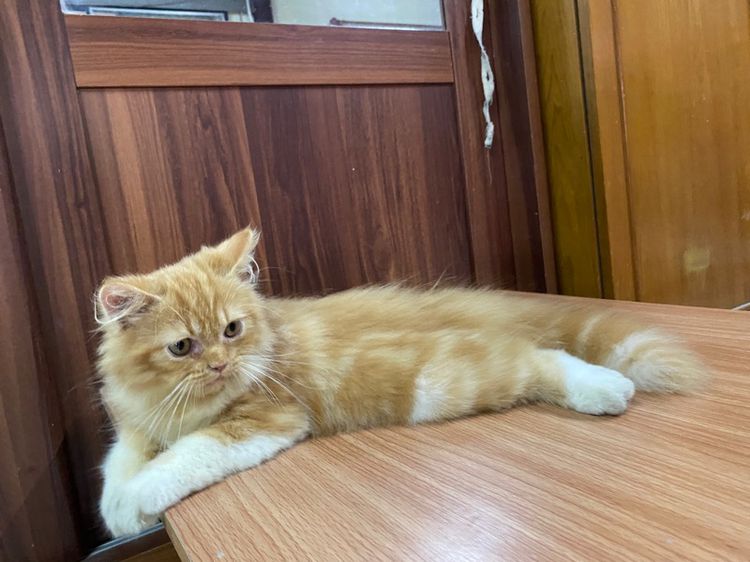 น้องแมวเปอร์เซียสีส้ม-เพศผู้ รูปที่ 3