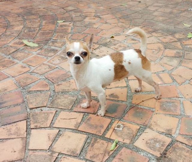 ชิวาวา (Chihuahua) เล็ก แม่พันธุ์ชิวาวา